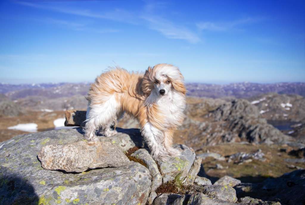 Zanevi's Talk To My Hand