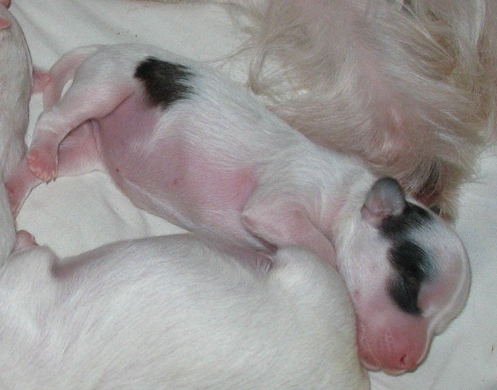 Orero Lovely Beauty Force