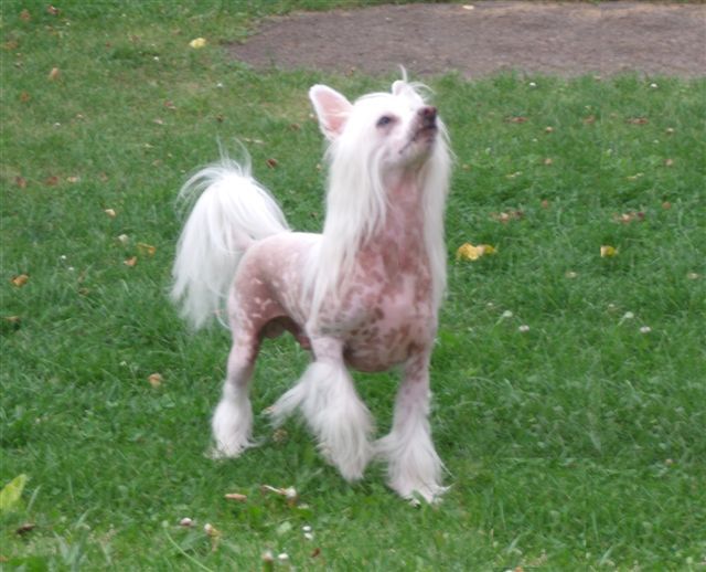 Brunello Royal Decoroso