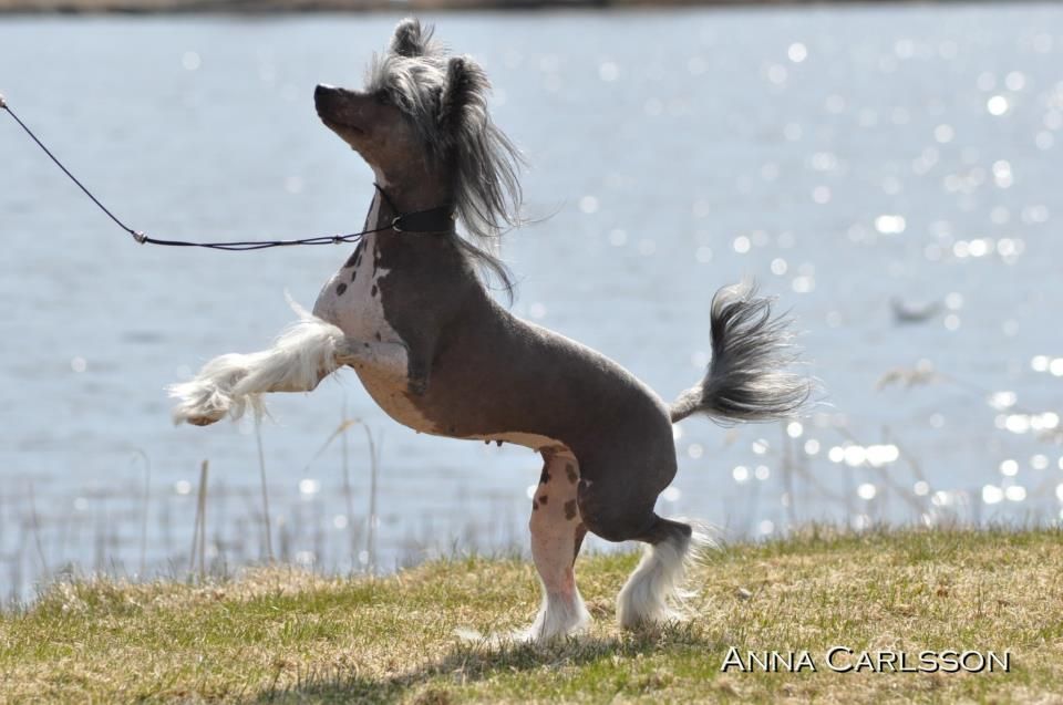 Mhalhi's Glabrous Girl