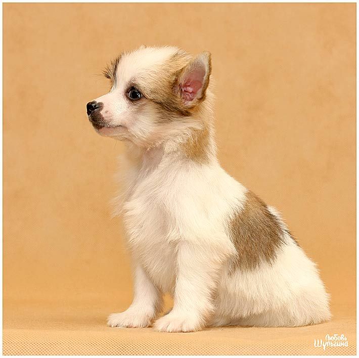 LoveMagic Cappuccino