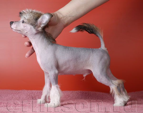 Rus Crimson Empaer Tequila Jazz