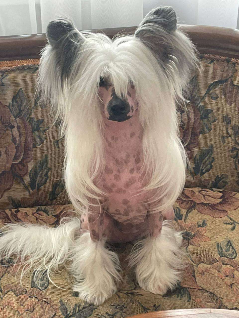 Fiery Fame Amber Girl