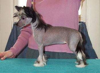 Wickhaven Brooklyn Parcious