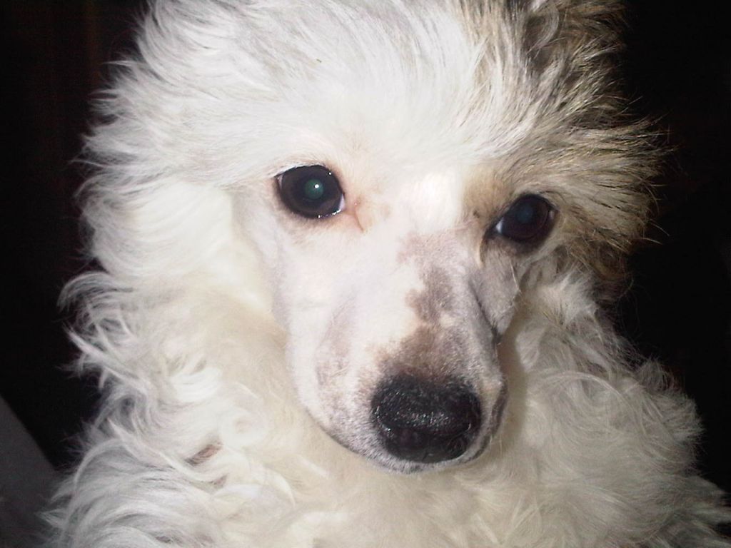 Azari Couture by Firecrest