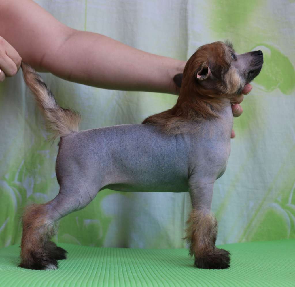 Gidaori Evening Star