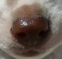 L'Essence de Mon Tout Simply the Best