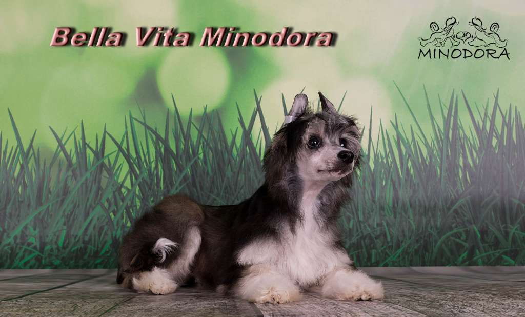 Bella Vita Minodora
