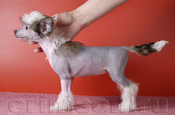 Rus Crimson Empaer Tropical Bird 