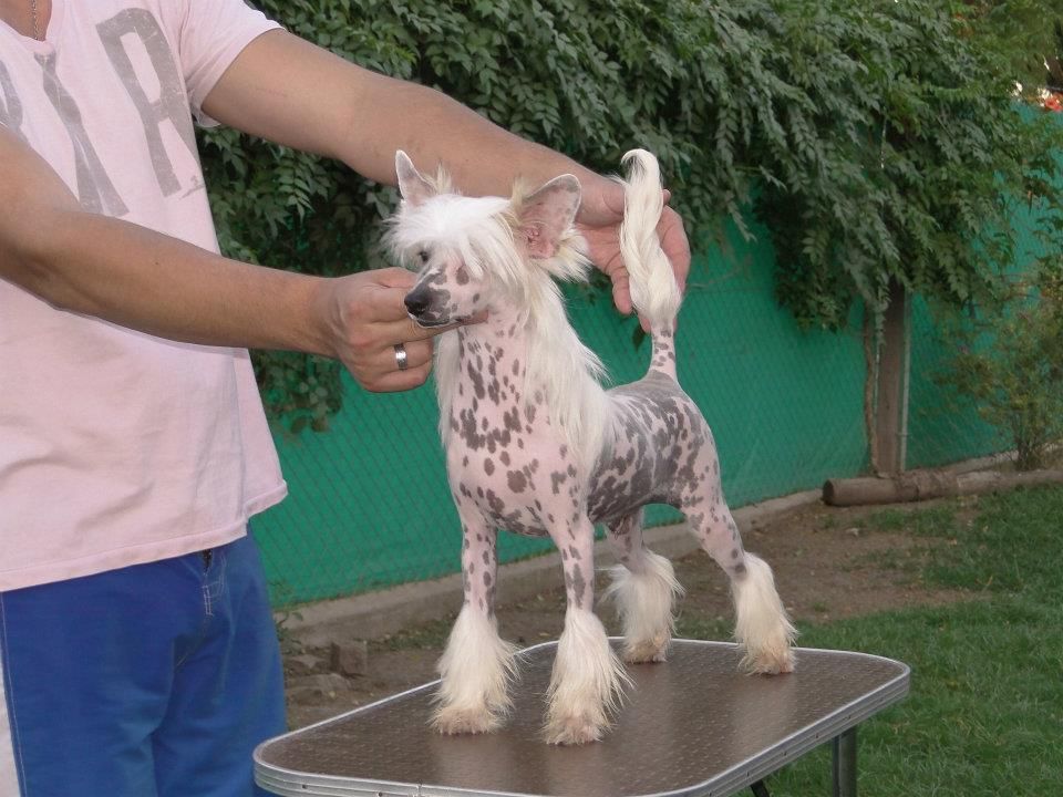 Magnus Staff Born The First