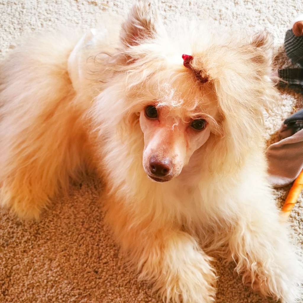 ChinoPata's Quite Stoned On Scones