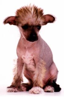 Brenda z Kamilova dvora