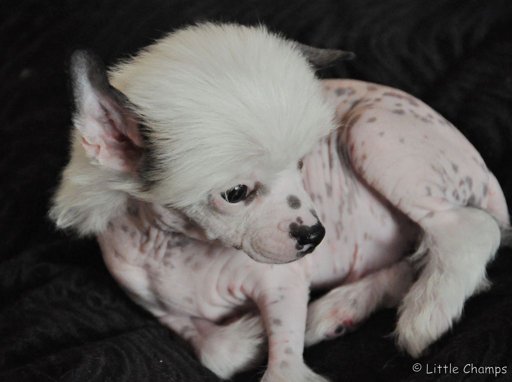 Jack Sparrow Little Champs