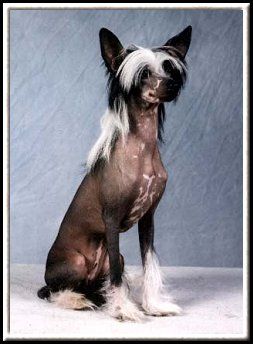 Ivory's Run Around Sue