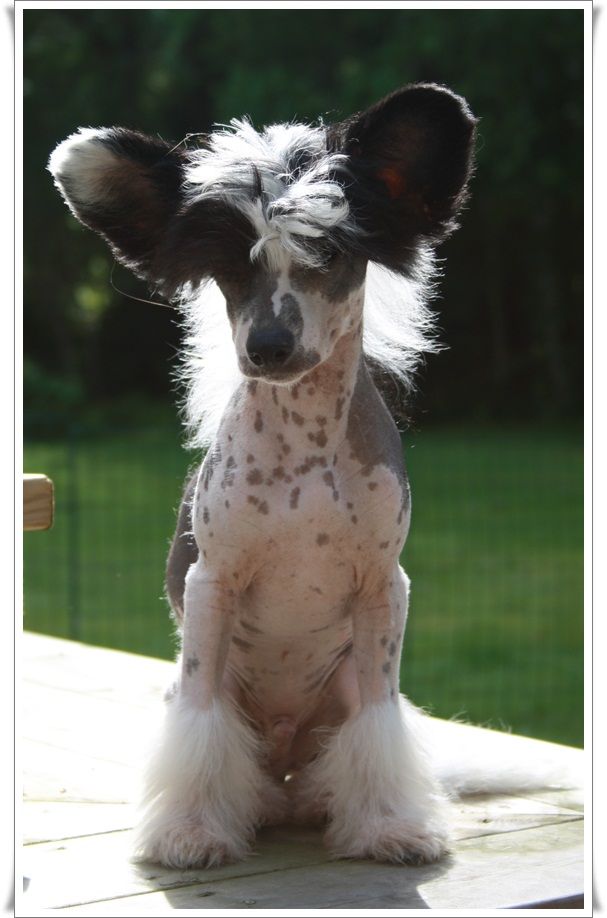 Frenja Just Handsome