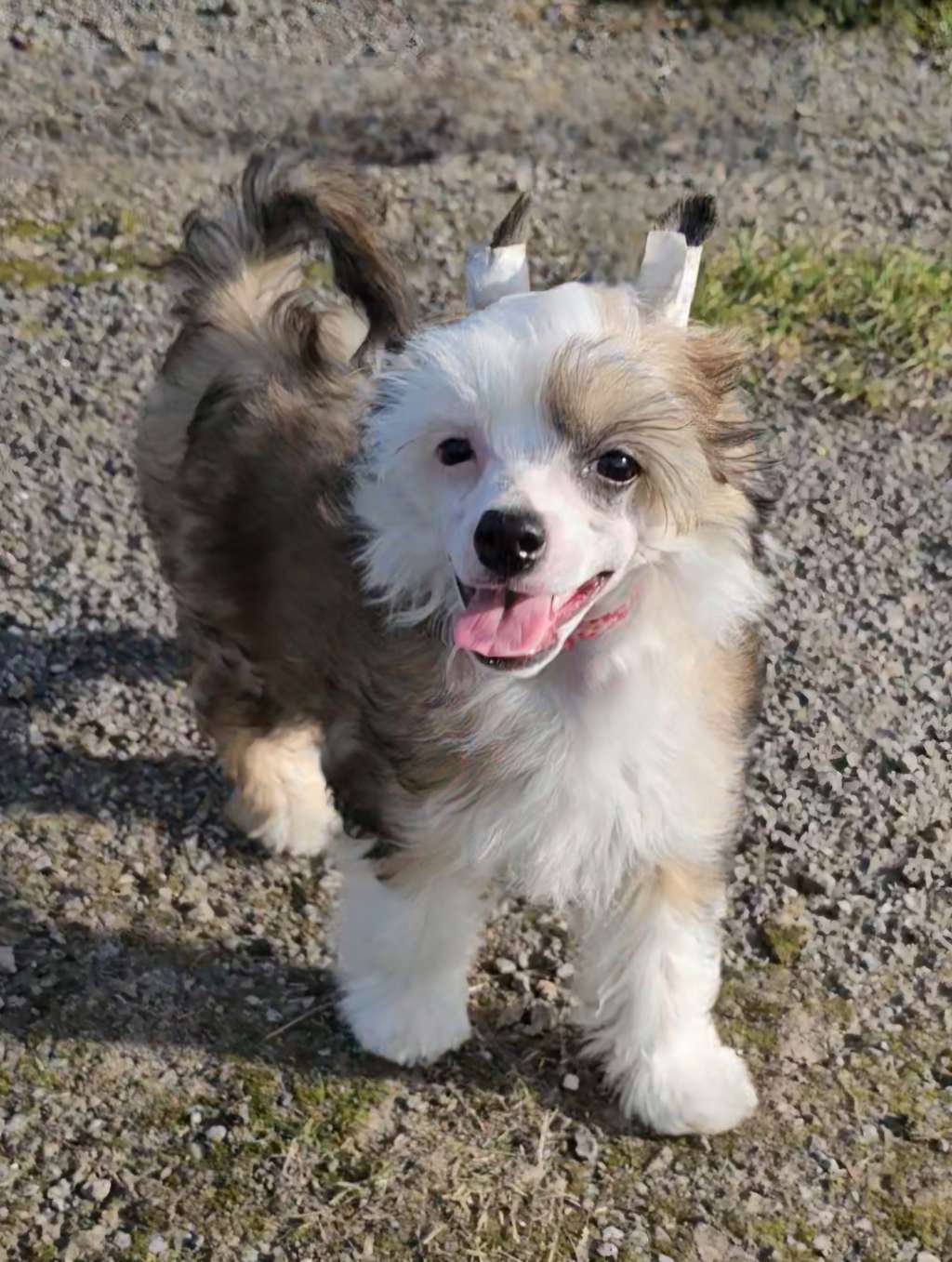 Olympia Gintaro Magija