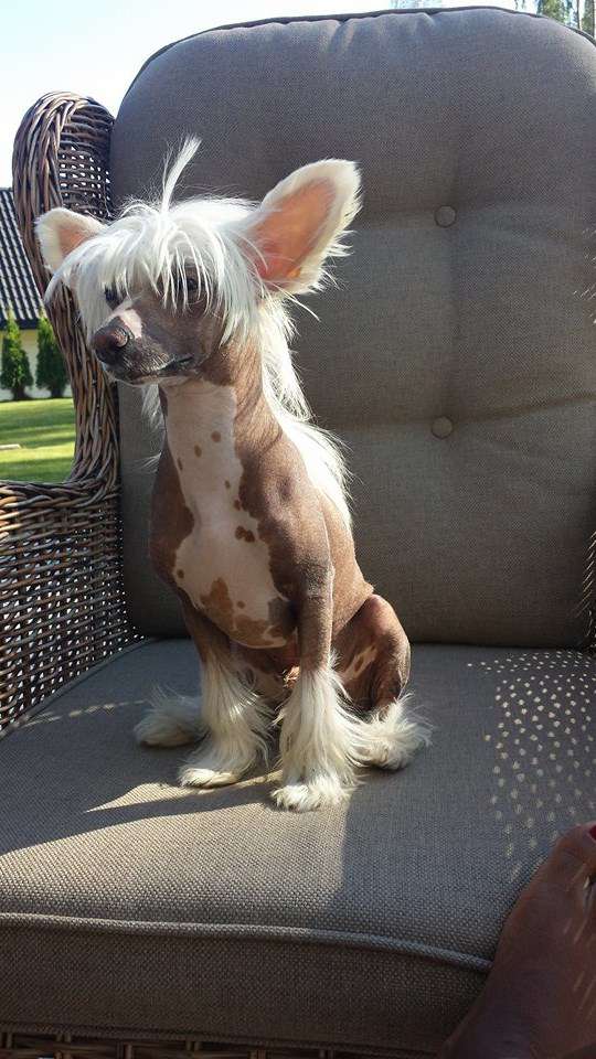 De La Mahafu's GI Princ Nicky