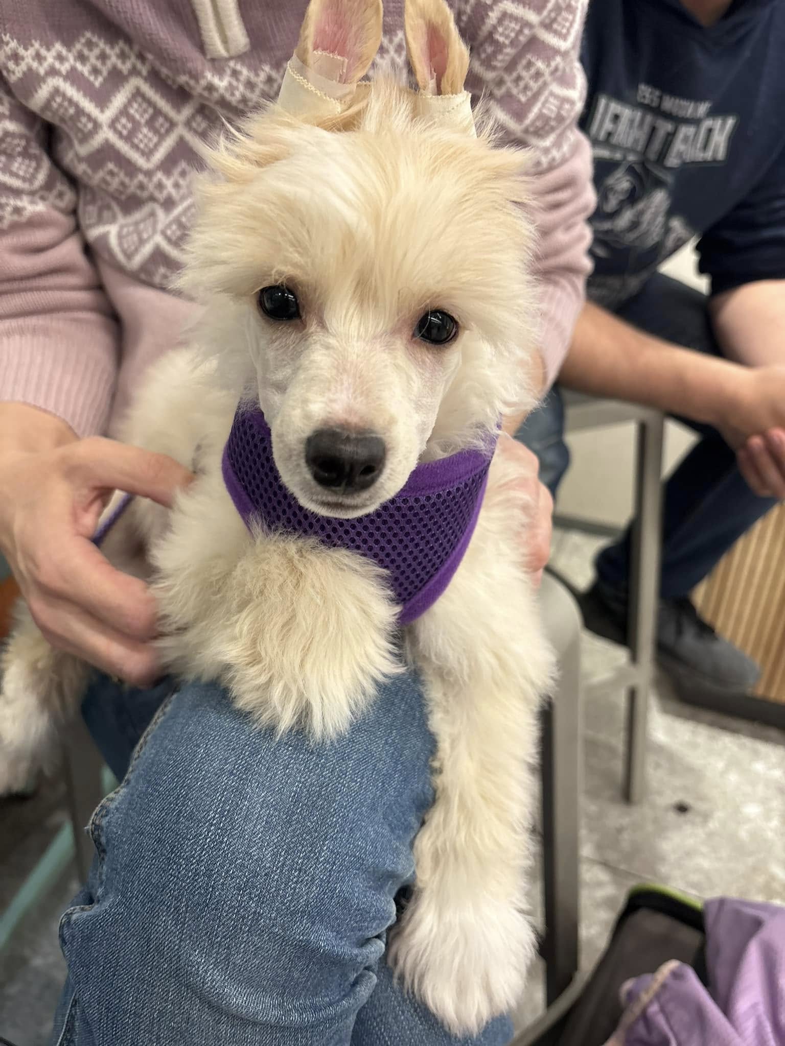 Reject's Twenty Creme de la Creme