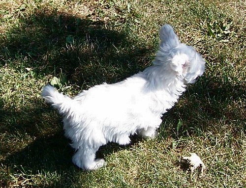 Shambhala's Pegasus Of S.P. Fantasy Island