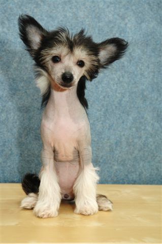 Merry Go Round Al Maarii Sapphire