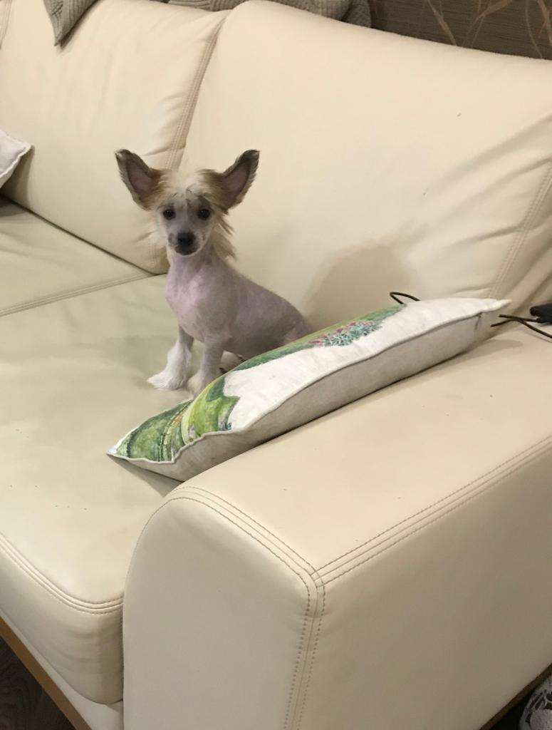 Ksolo Club Zolotaya Feya