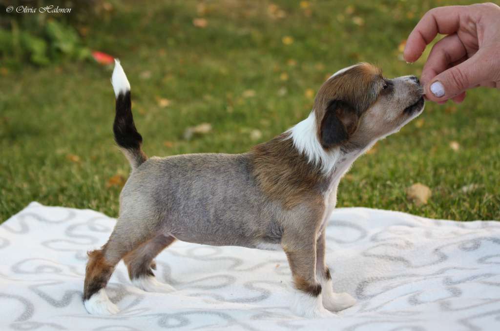 Xtra Bold Bubble Witch Saga