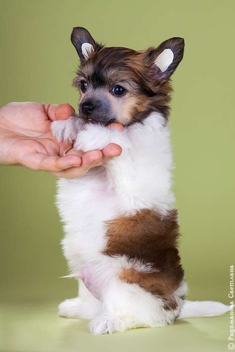 Olegro Katrin Romantic Boy