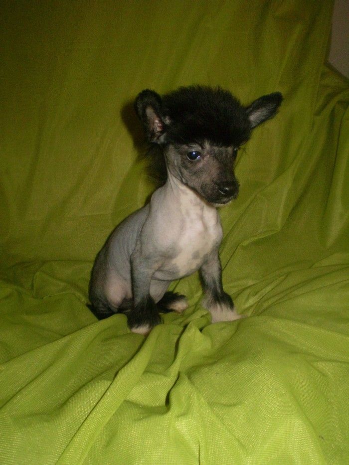 Brilliant King Z Fragadamu