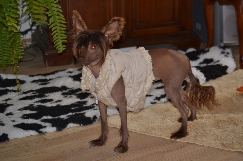 Gollend Karamelja Nejnaja Radost 