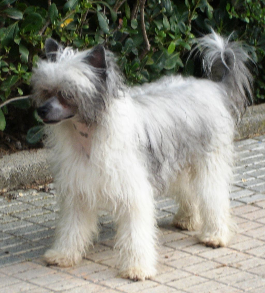 atxarrea king of the huns