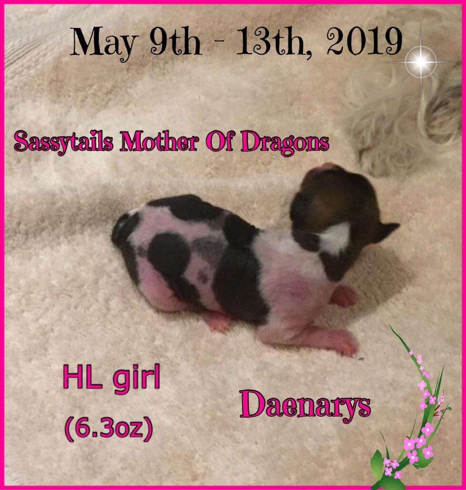 Sassytails Mother Of Dragons