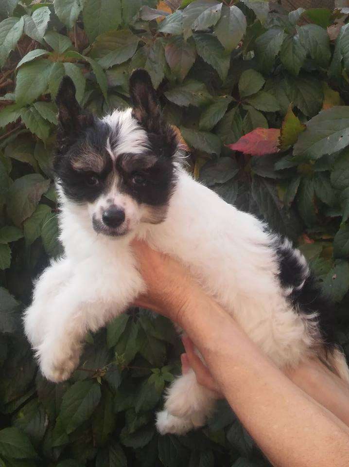 Elf Dneprovskoye Solntse