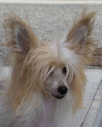 Elegancja Next Germanika