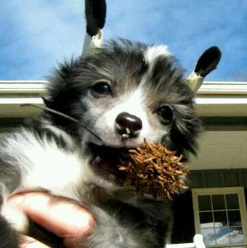 Koridawns Wild Stormy Night