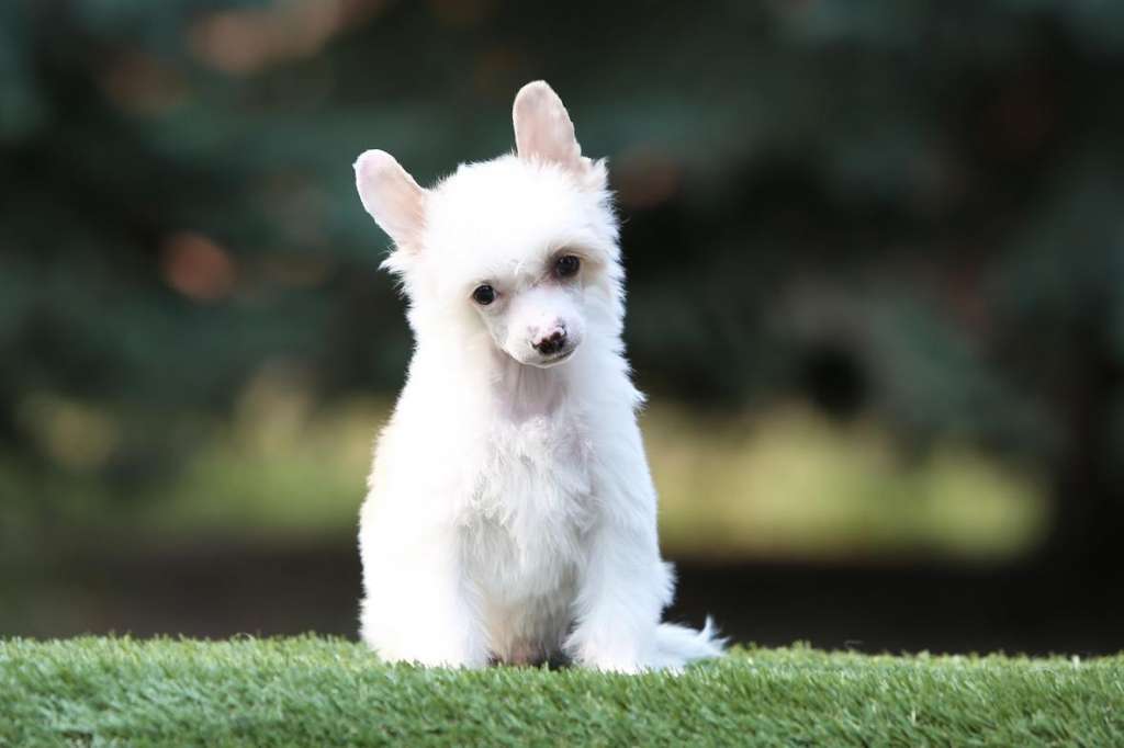 Incanto Del Mondo Biscuit
