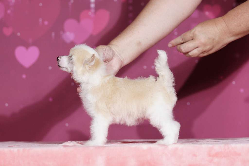 Incanto Del Mondo Nordic King