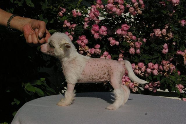 Cracker von Shinbashi