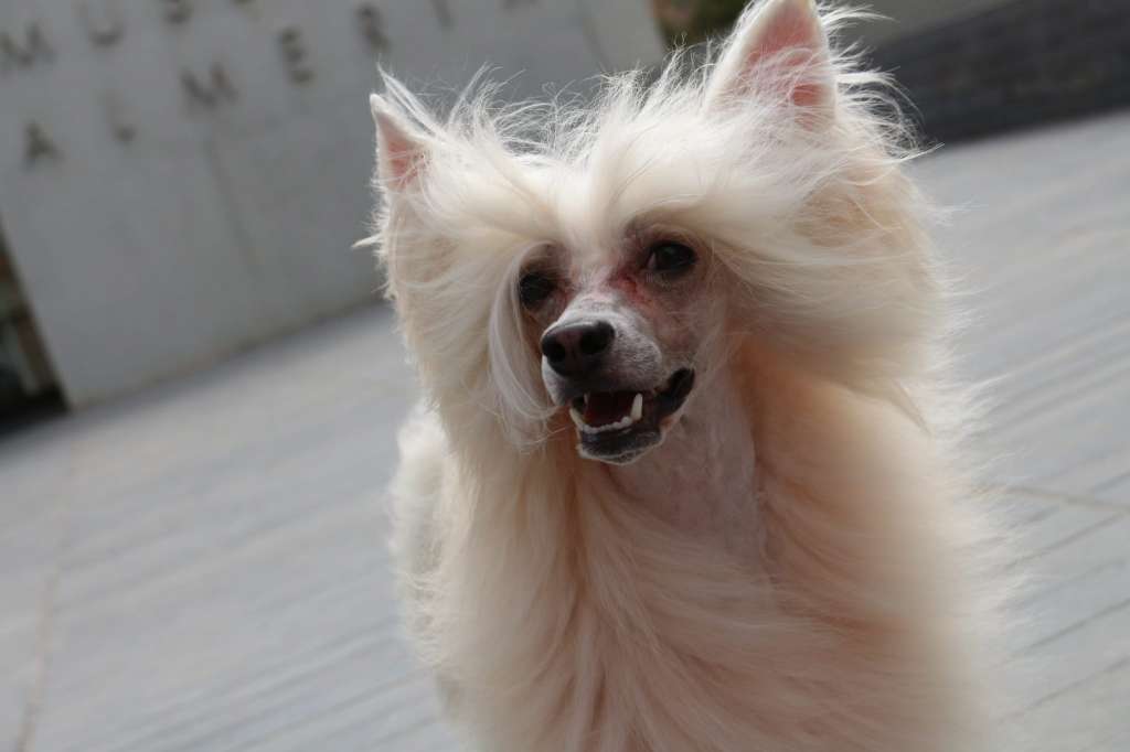 Altamira Imperial Ámbar Golden Secret