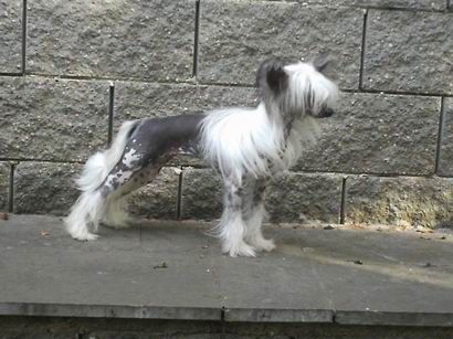 Eponine Bo Adore Al Maarii Sapphire