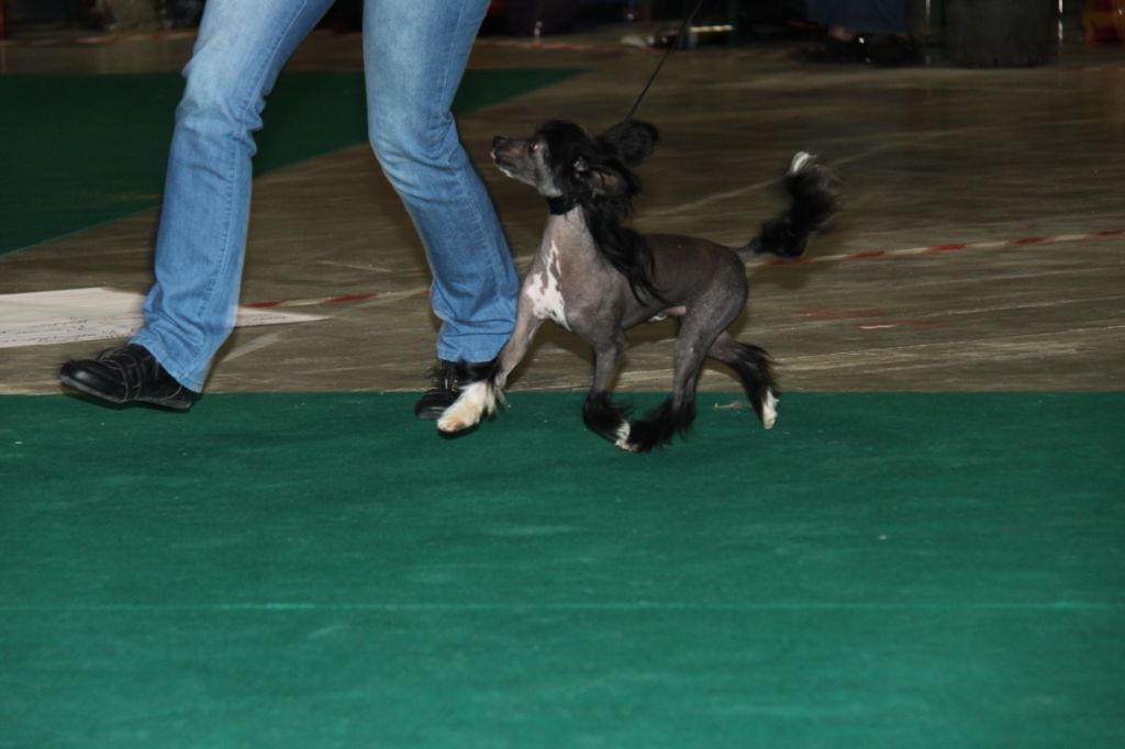 Sir Collin Fantasy Island