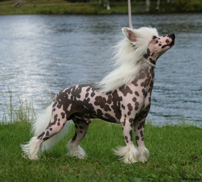 Twice as Nice Long Stick Goes Boom