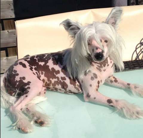 Cat's China Dogs Top Tender