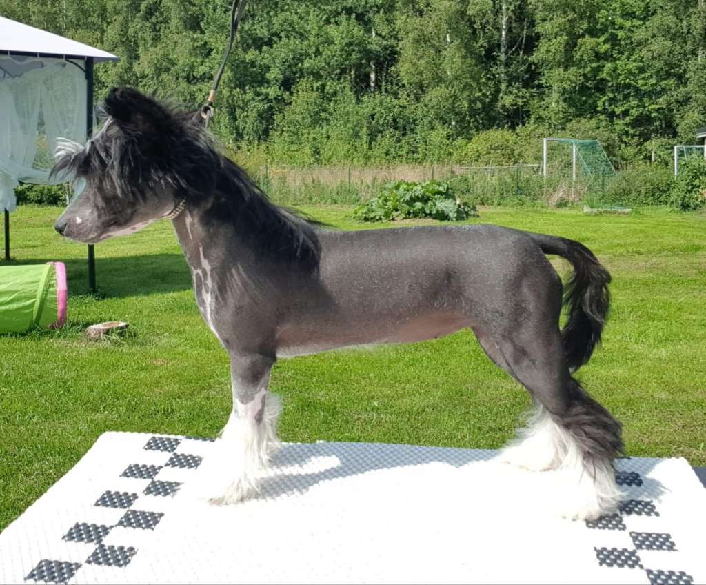 Tournais Hairless Whisper