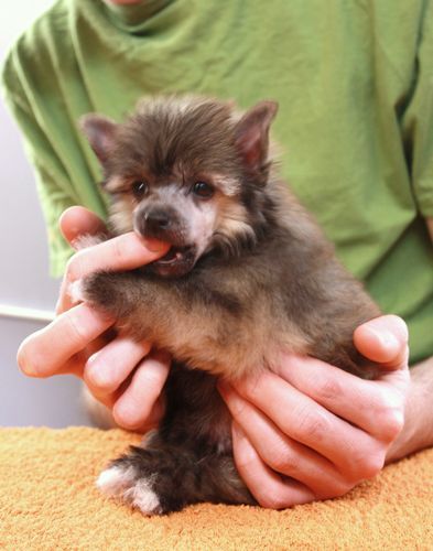 CHABER Next Germanika