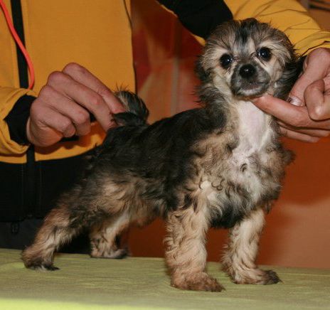 Antes Muerta Que Sencilla de Schnauzerdreams 