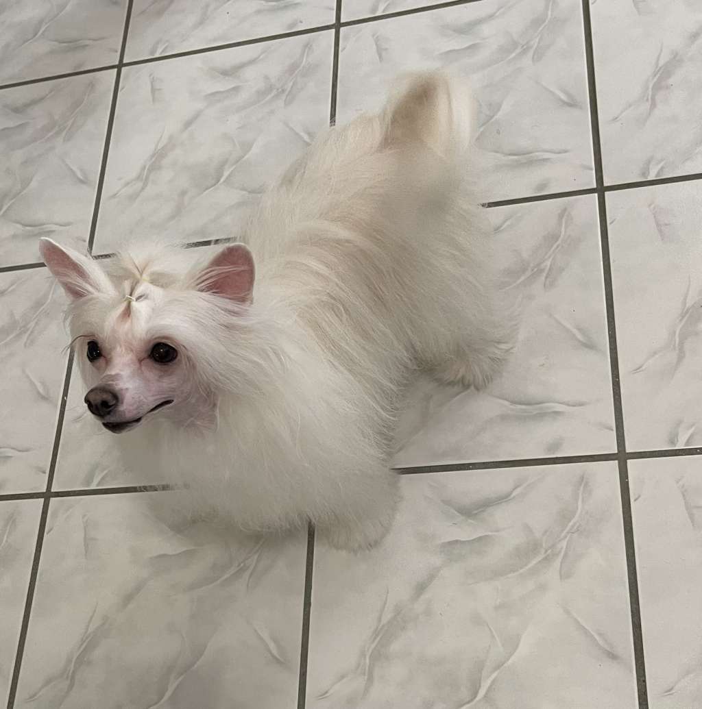 Sassytails Caramel Delight