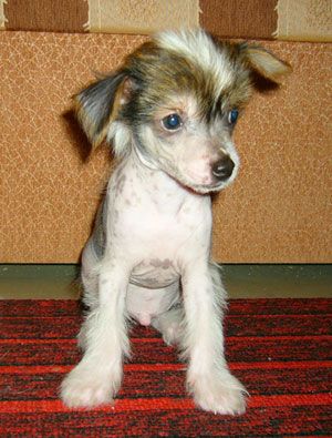 Sapfir iz Tsarskogo Sela Lyuk