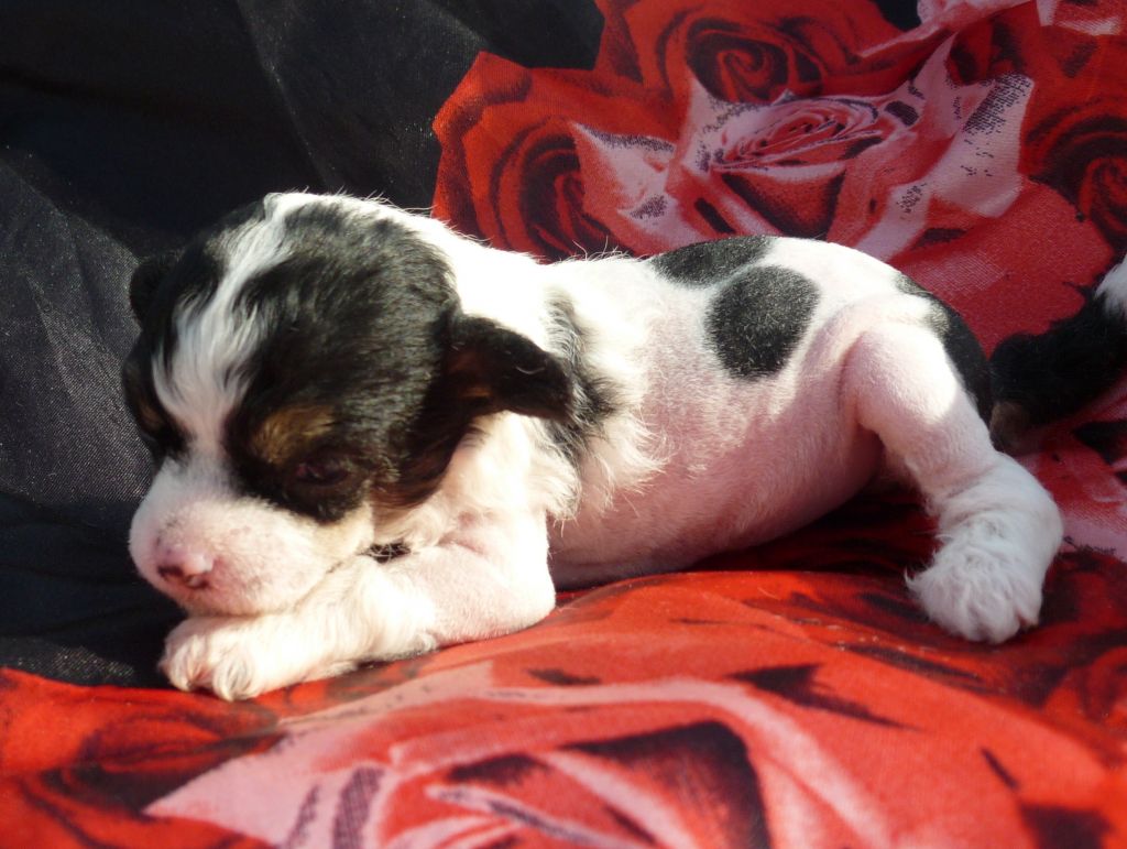 Legion Of Dream Lina Khidi