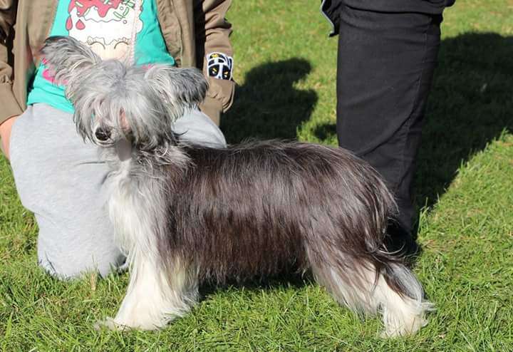 Kultapaimenen Typy On Tähti