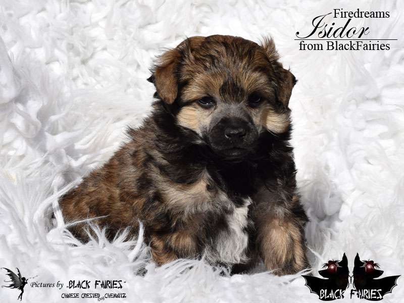Firedreams Isidor from BlackFairies